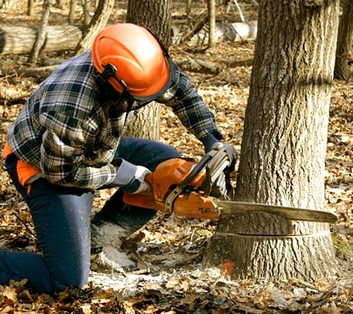 Tree Removal in Waco, KY